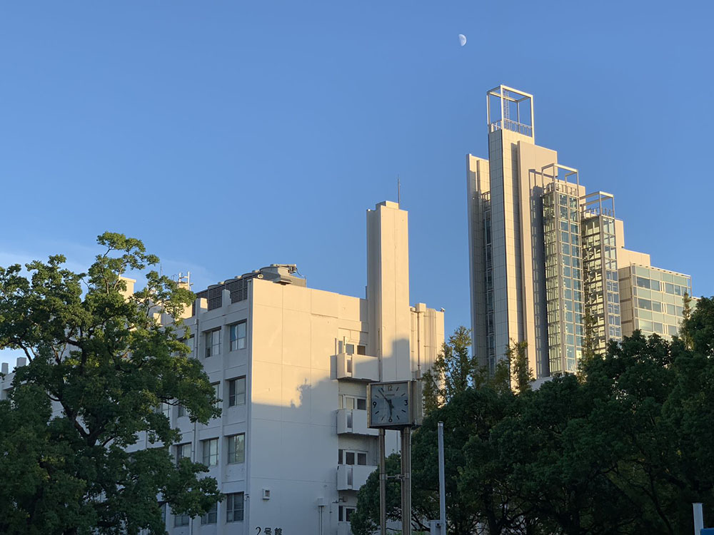 学部 / 大学院